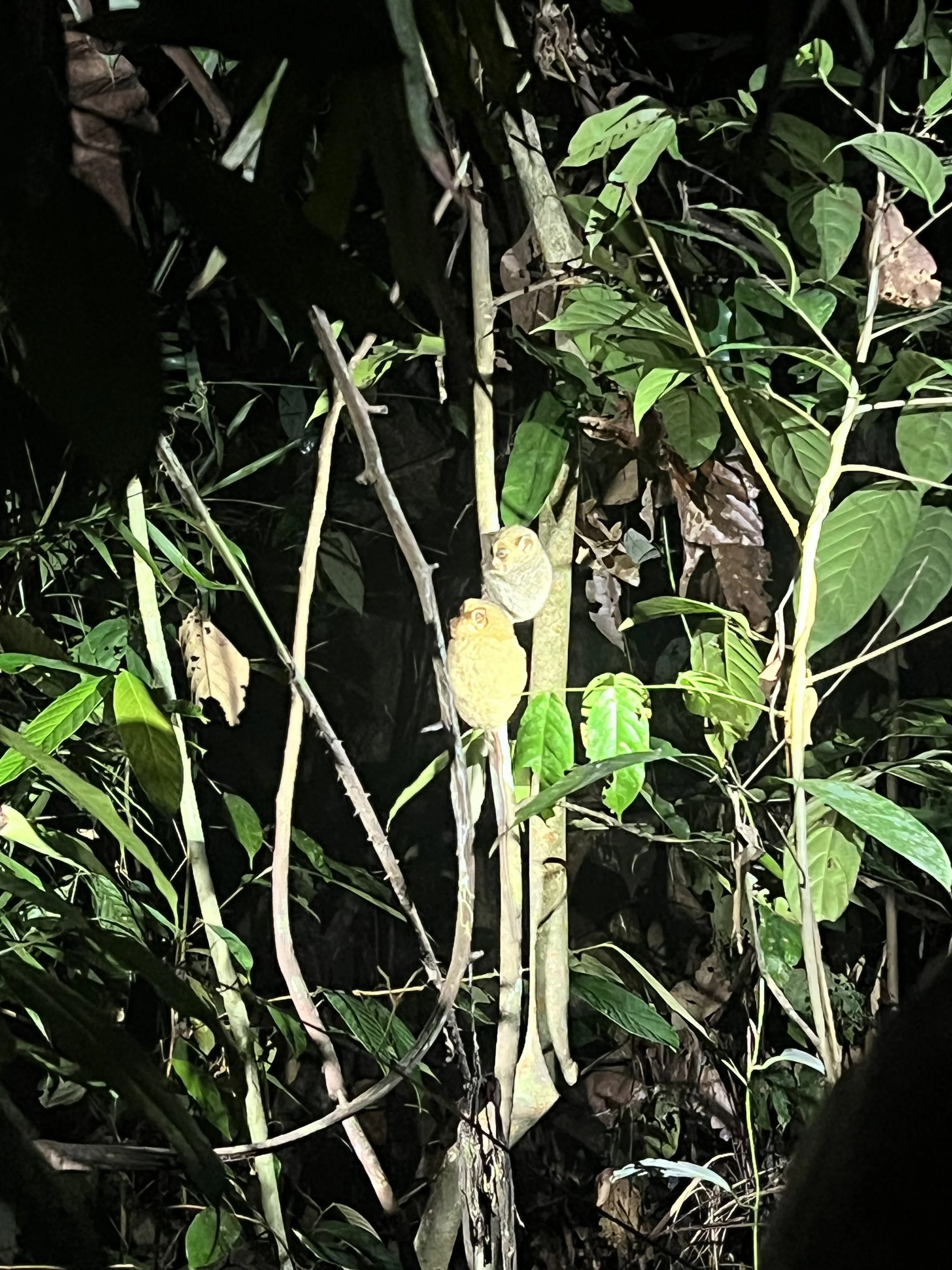 Mother and Baby Tarsier - RDC night walk, C.K. Boulder, CO.