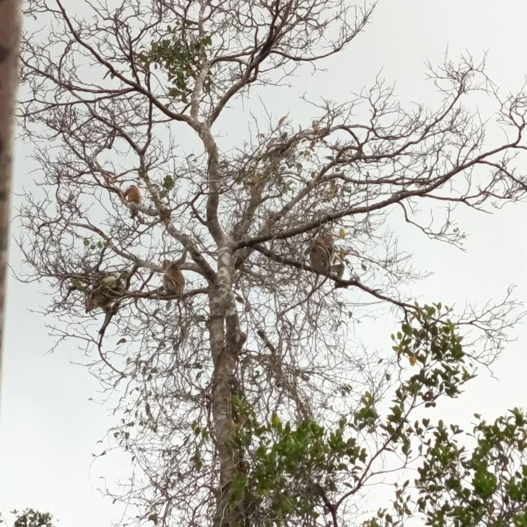 Tall, leafless tree with a few green leaves and perched monkeys on its branches, against a pale sky.