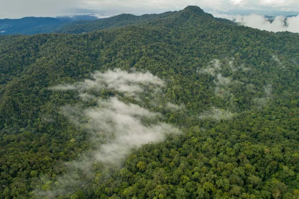 TAWAU HILLS.  RAINFOREST.  2-3 DAYS.