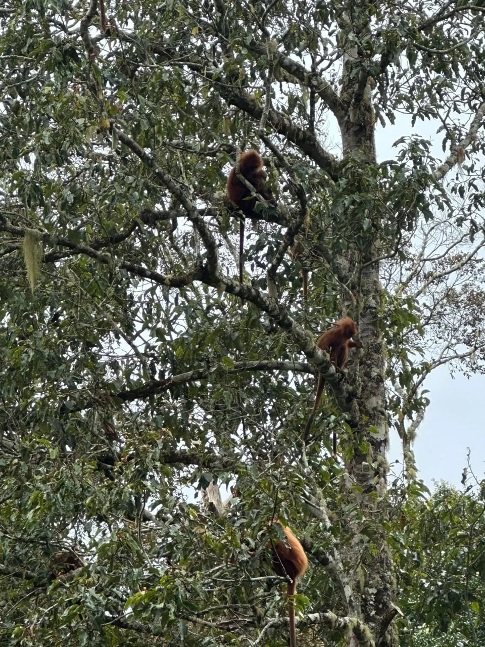 Three orangutans sitting on the branches of a tall tree with dense green foliage.
