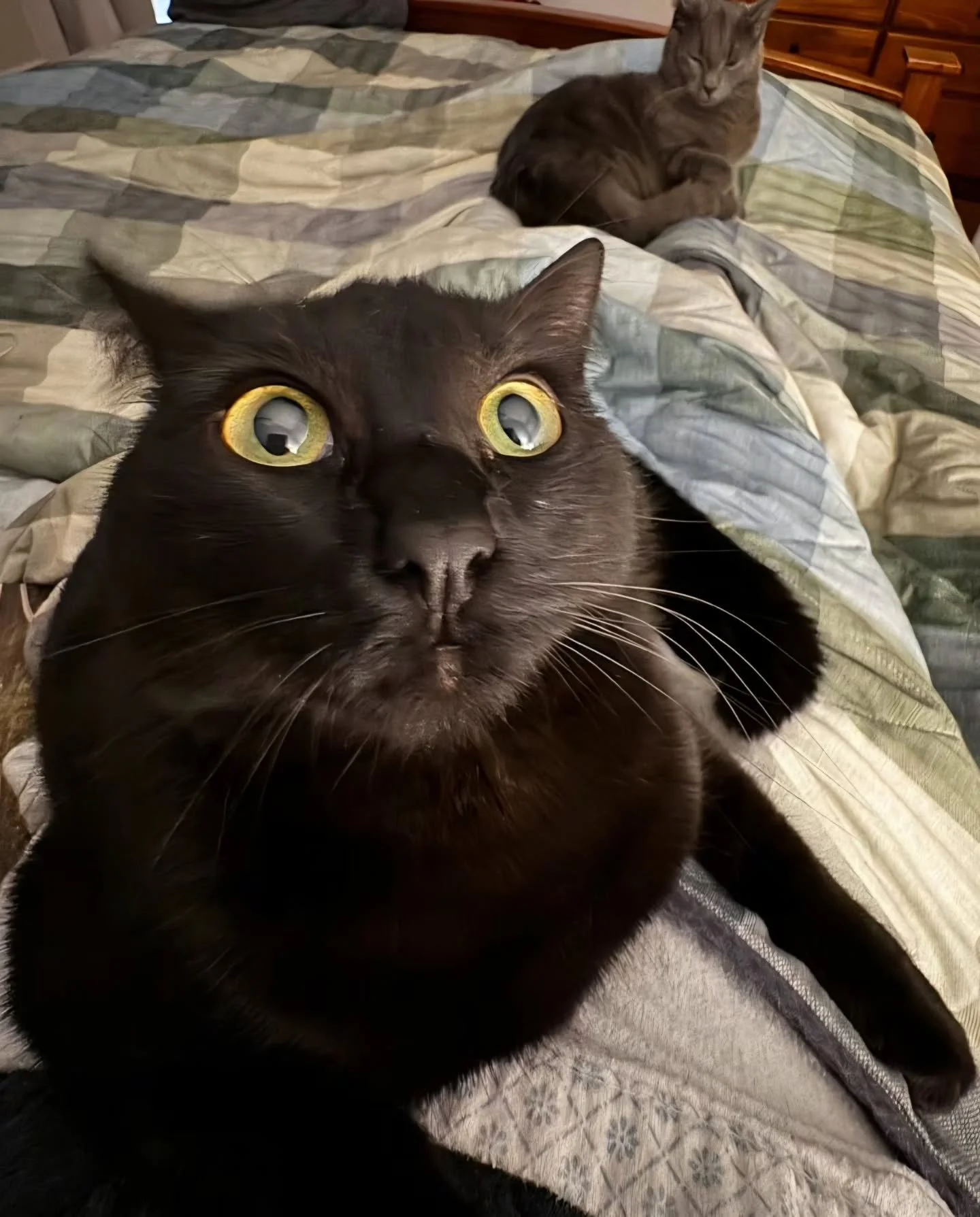 Happy National Black Cat Day to all those who celebrate ✨️🐈&zwj;⬛️&hearts;️

IYKYK.

(It's still technically the 27th in the UK, so we just squeaked in!) 

#NationalBlackCatDay #BlackCatsOfInstagram #BlackCatLove #BlackCatsAreGoodLuck #CatsOfInstagr