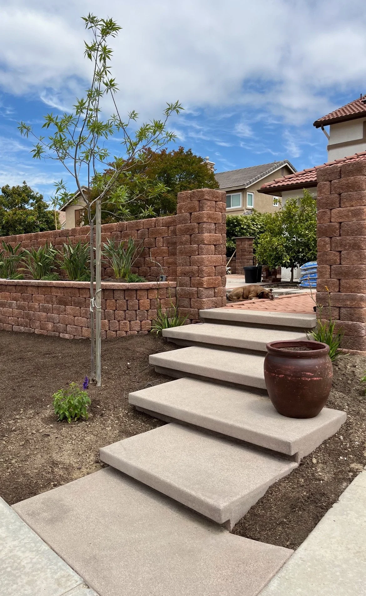 A backyard with a brick wall, concrete stairs, potted plants, trees, and a dog lying on the brick patio under a partly cloudy sky.
