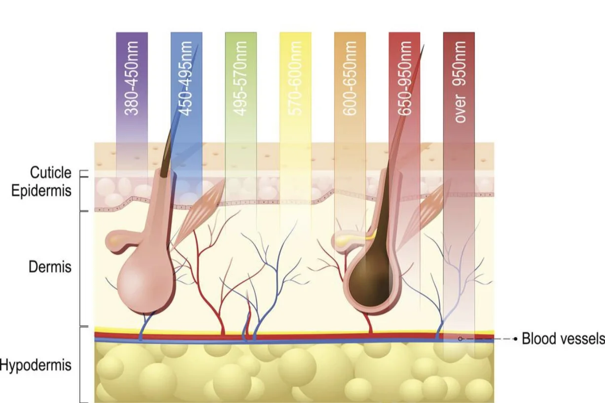 Diagram of LED Light Therapy on the surface of the skin.