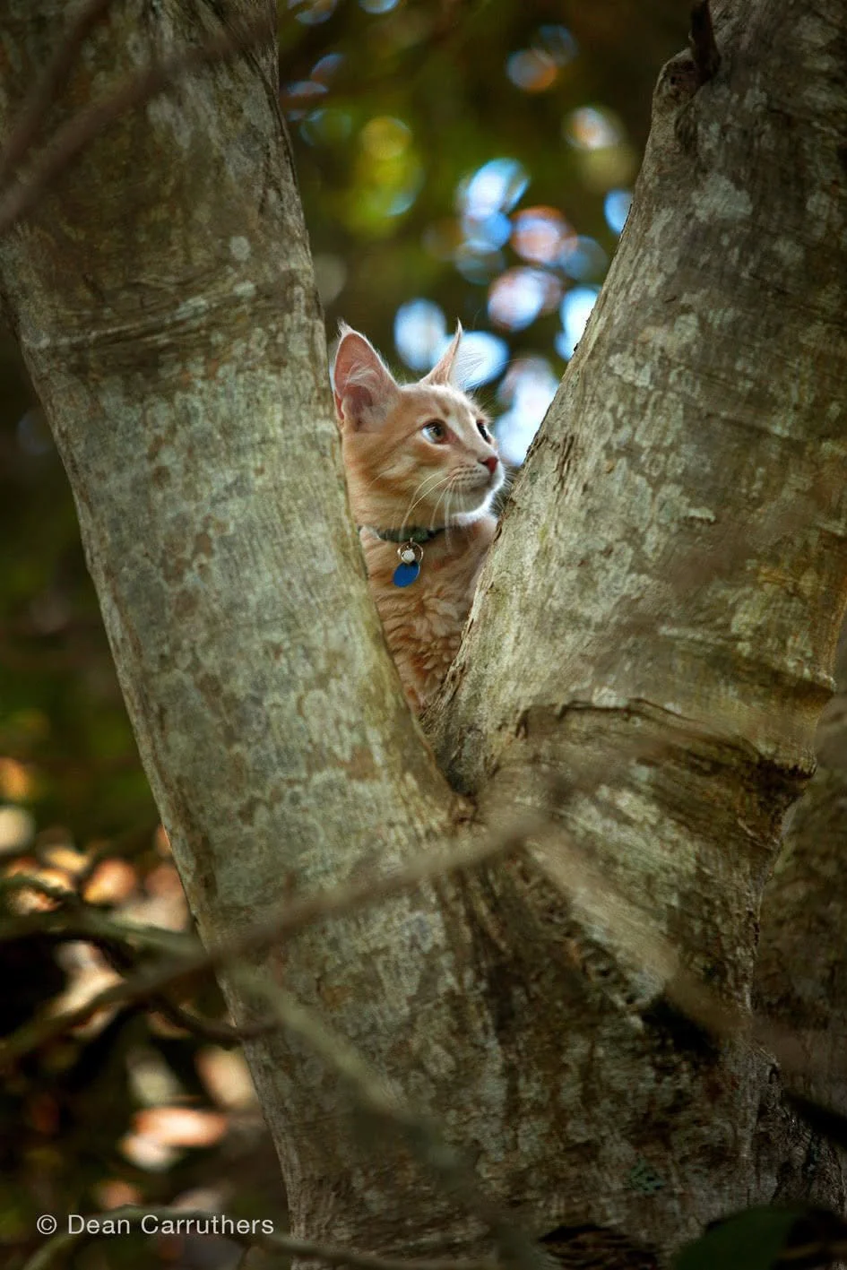 A ginger cat with a collar and bell peering out from a large tree trunk, surrounded by blurred foliage and dappled sunlight.