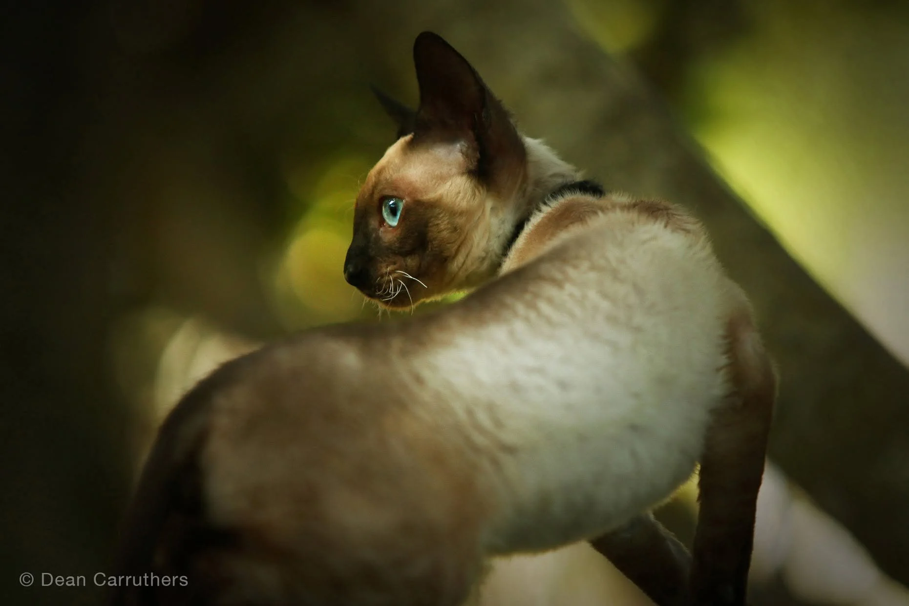 A Siamese cat with blue eyes looking over another cat's back, in a lush green outdoor setting with sunlight filtering through the trees.