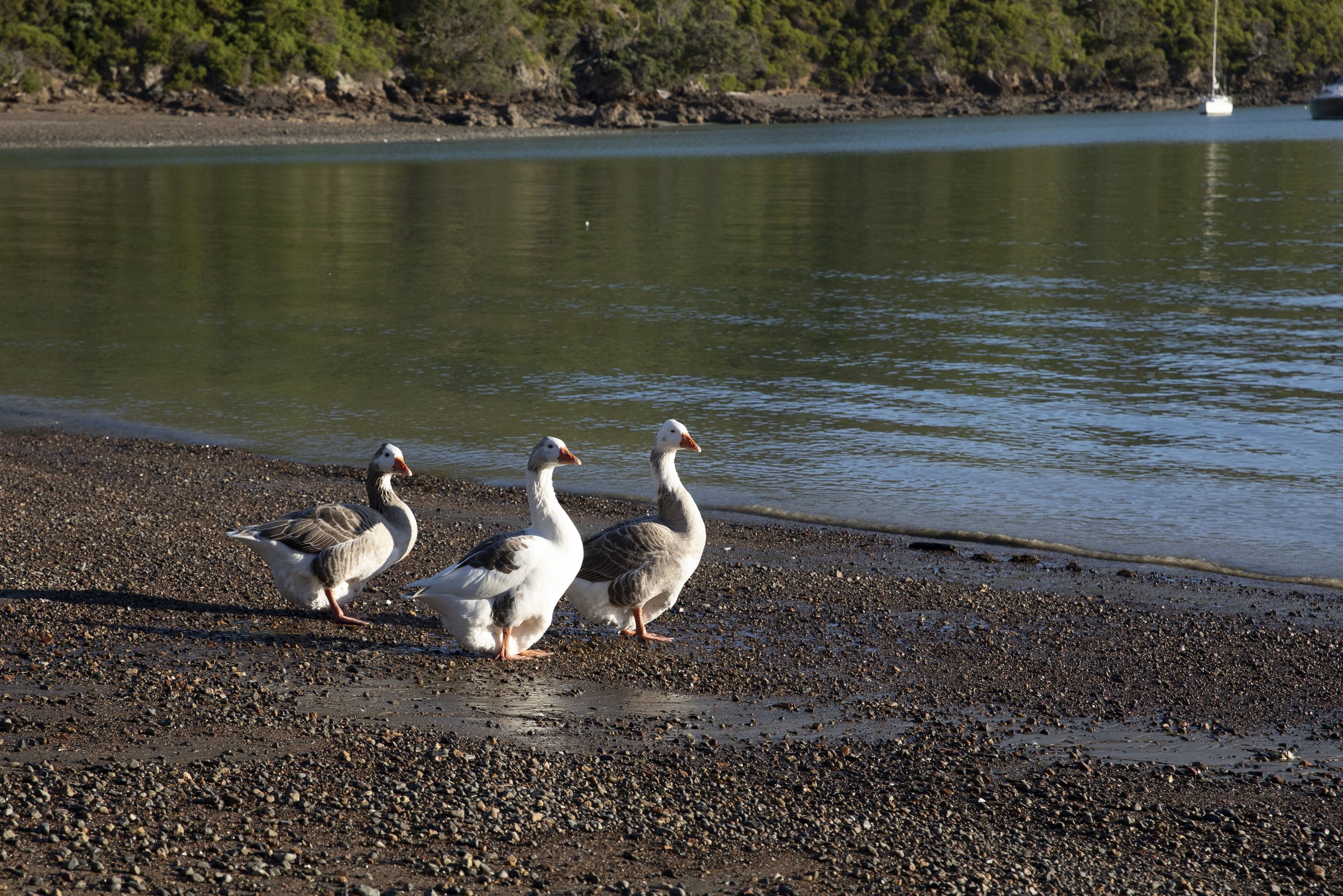 Waiheke_025.jpg