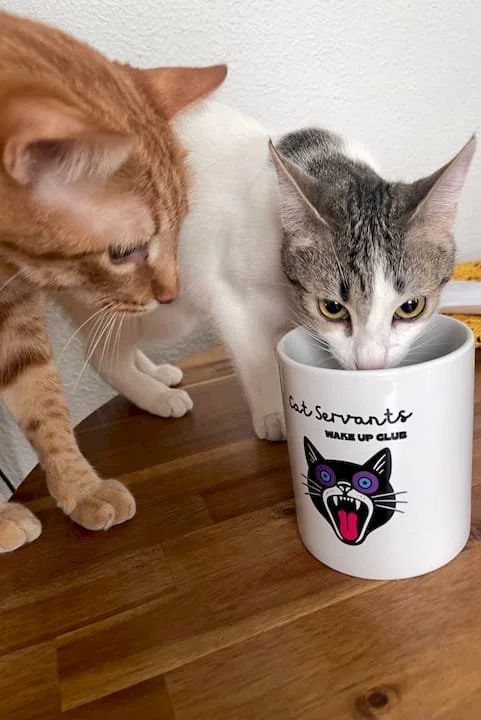 Two cats, one orange and one gray with white, drinking from a white mug on a wooden table. The mug has a graphic of a black cat with purple eyes and an open mouth, and text that reads "Cat Servants Wake Up Club."
