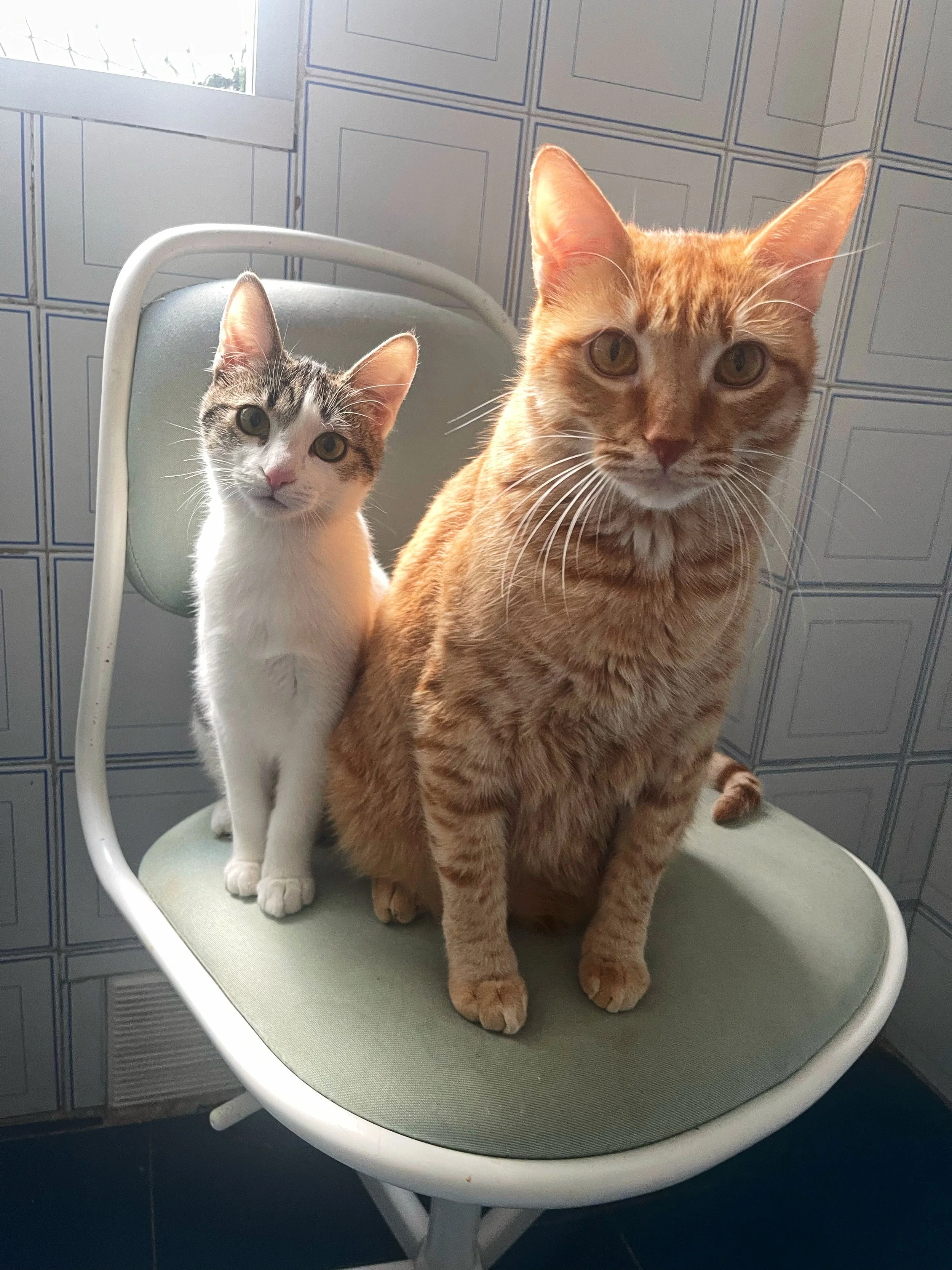 Funny cat merch and gifts for cat lovers. Inspired by Melo and Mia