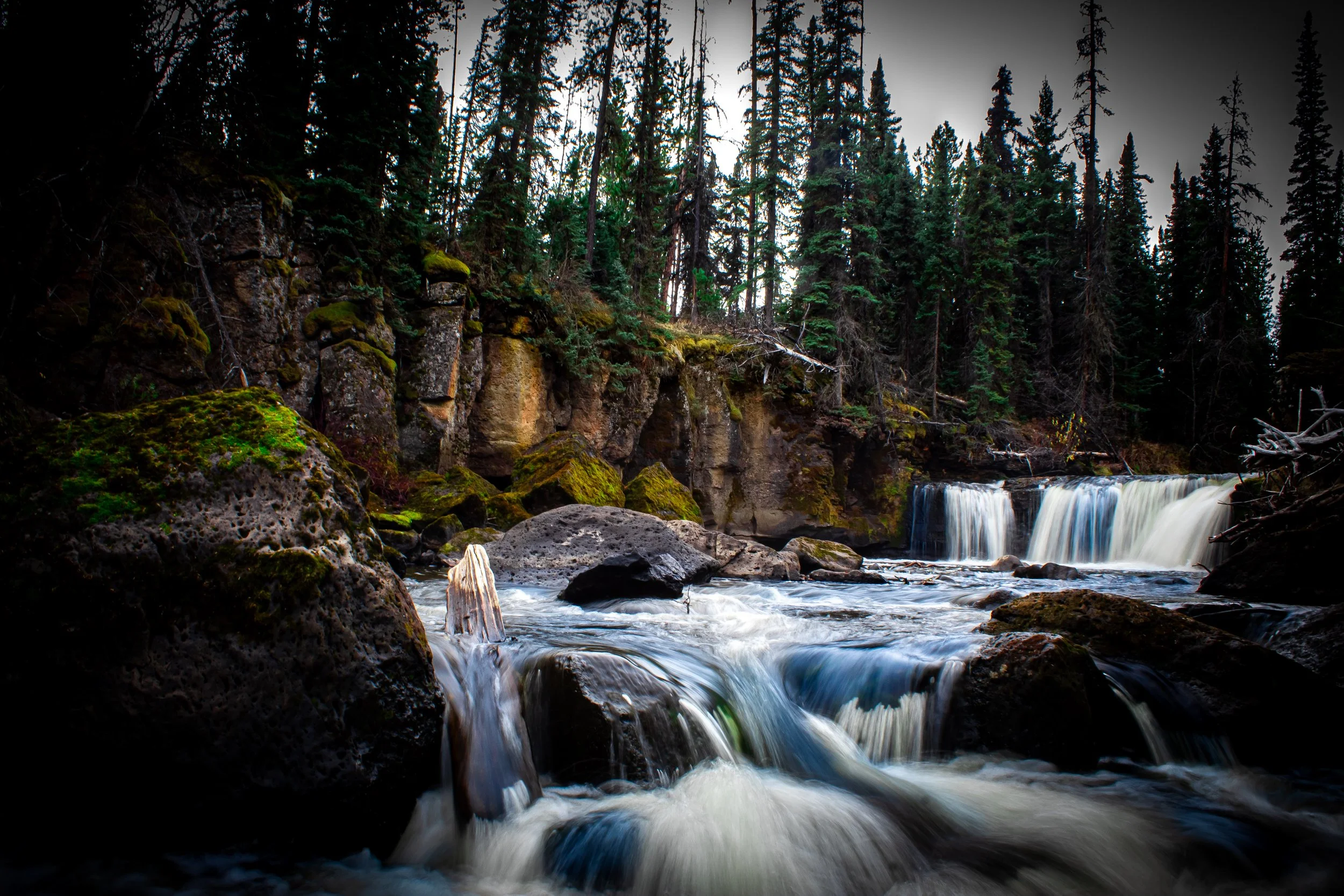 A scenic mountain stream flowing over rocks with a small waterfall, surrounded by tall evergreen trees and moss-covered rocks.
