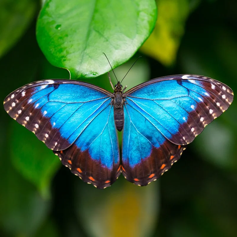 A blue butterfly with black and white markings on its wings resting on a green leaf.