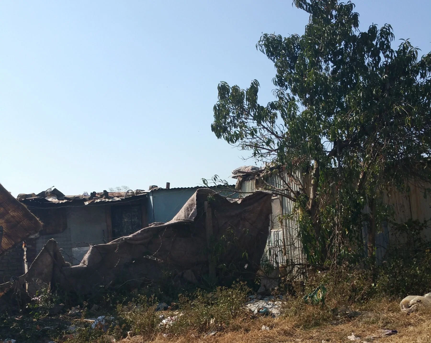 A rundown makeshift house with a corrugated metal roof and tattered fabric wall, next to a green leafy tree under a clear blue sky.
