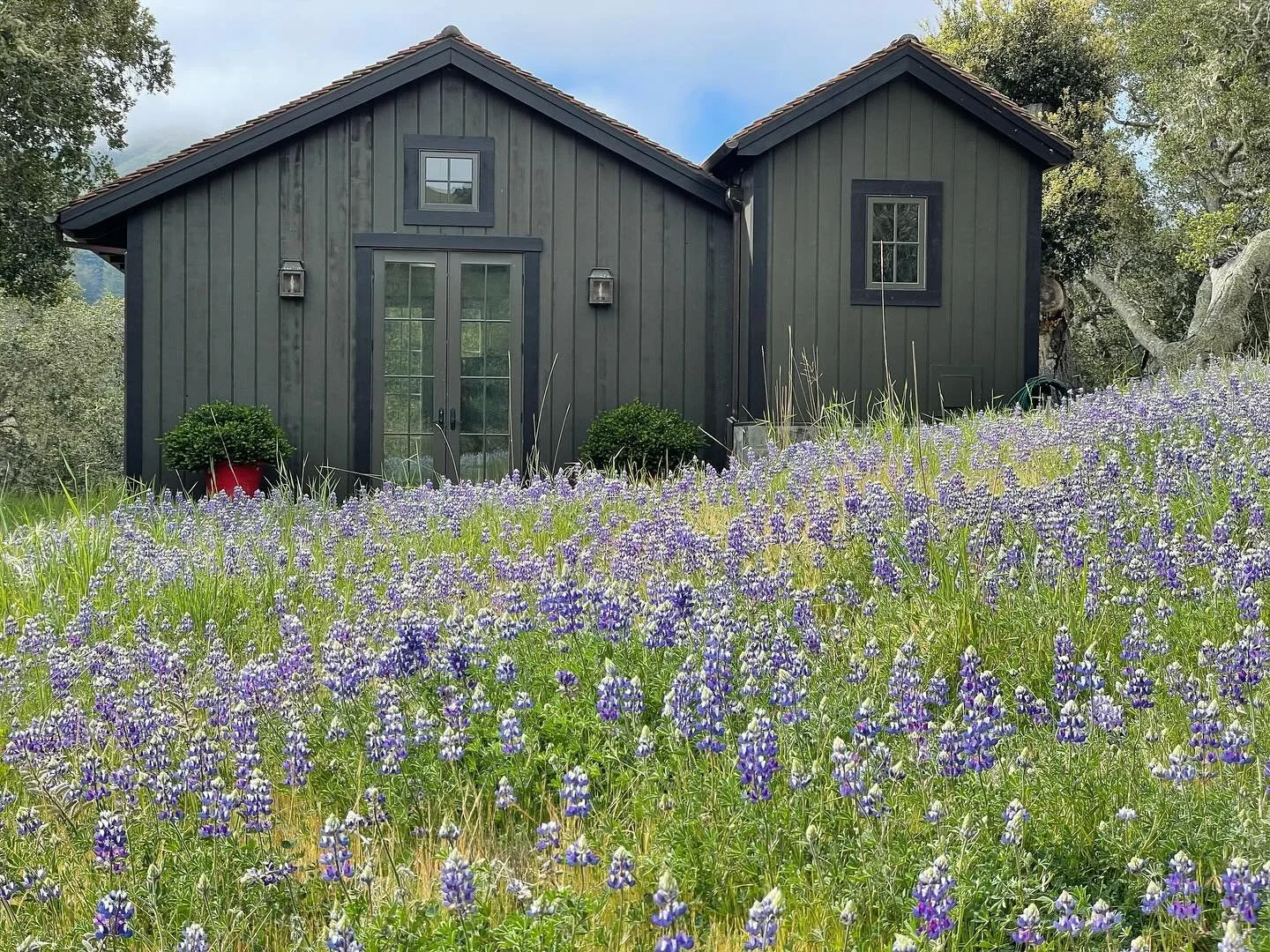 The home@of Hudson T Hill Gallery and avatar Dog in a Dress