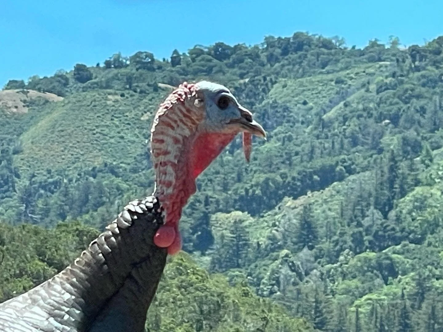 Turkeys don&rsquo;t do it for me - but the color combo in this photo does. . .  #upcloseandpersonal #coloryourworld #thanksgiving2022 #hthill #stonebarnspreserve #prehistoricanimals #contemporaryanimal #contemporaryart #oiloncanvaspainting #santaluci