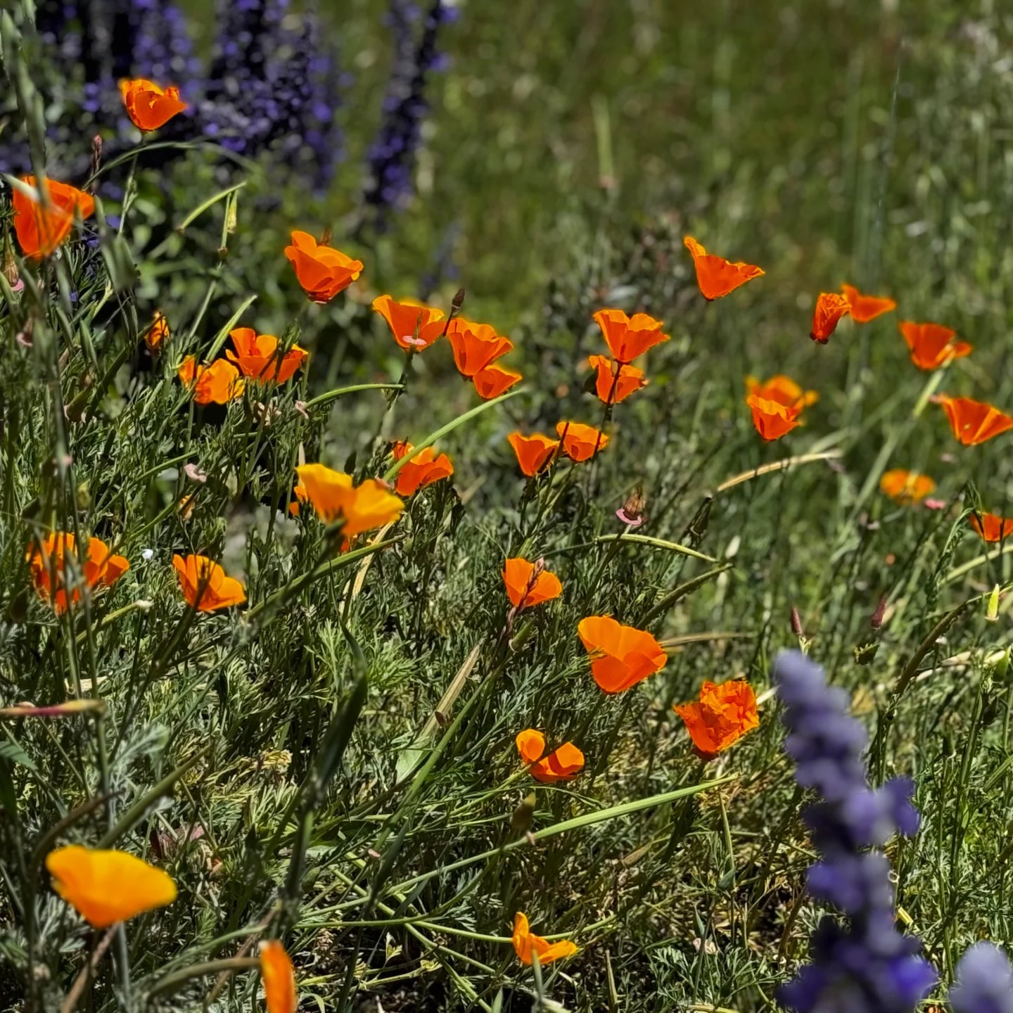 Start in the poppies. End on a canvas. I'll walk you through it.

These are real. I bought ten pounds of California poppy seeds, which was ambitious for a woman who kills every other plant she touches. They say there's a million seeds in a pound. I'm