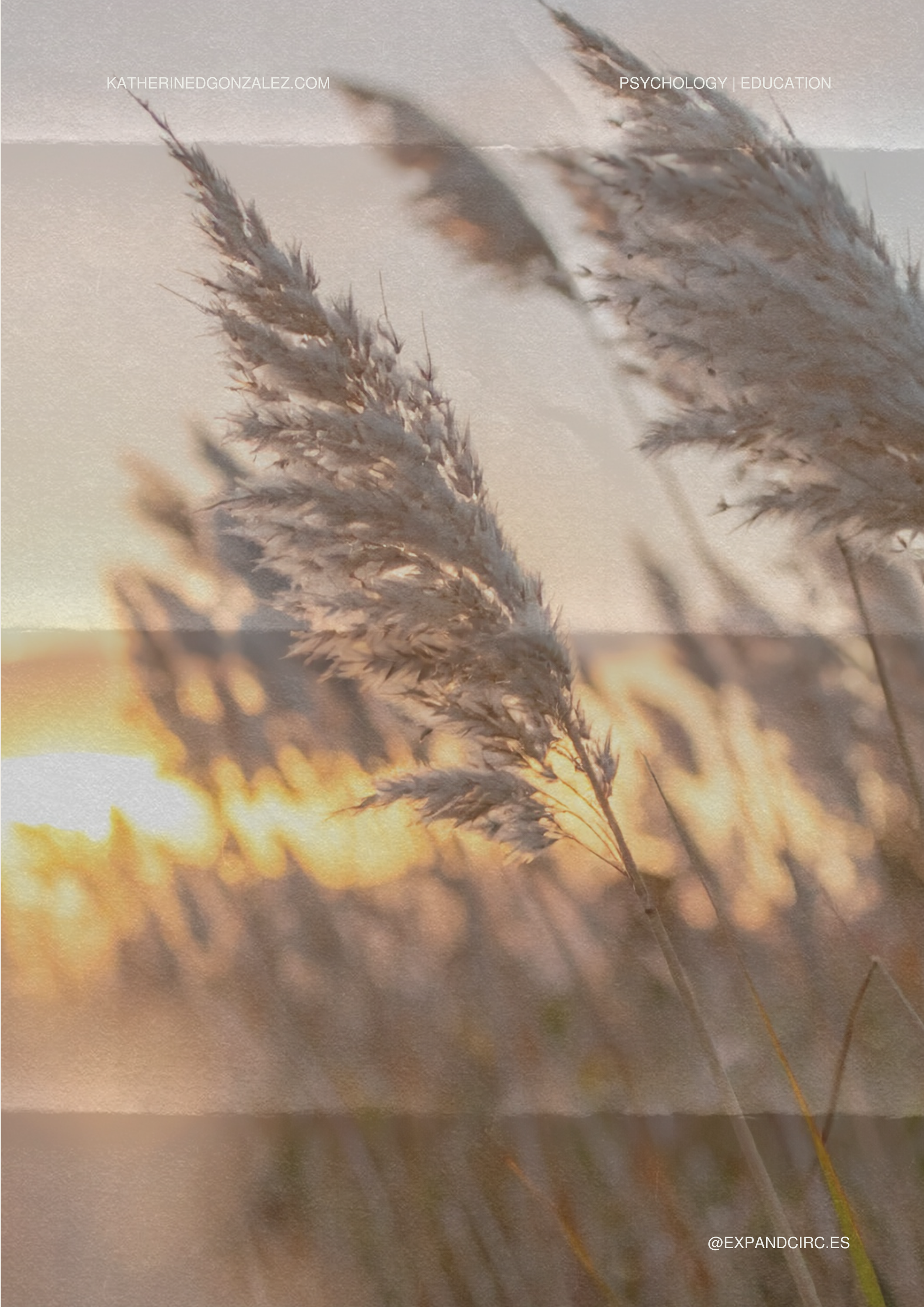 Nahaufnahme von Gräsern bei Sonnenuntergang