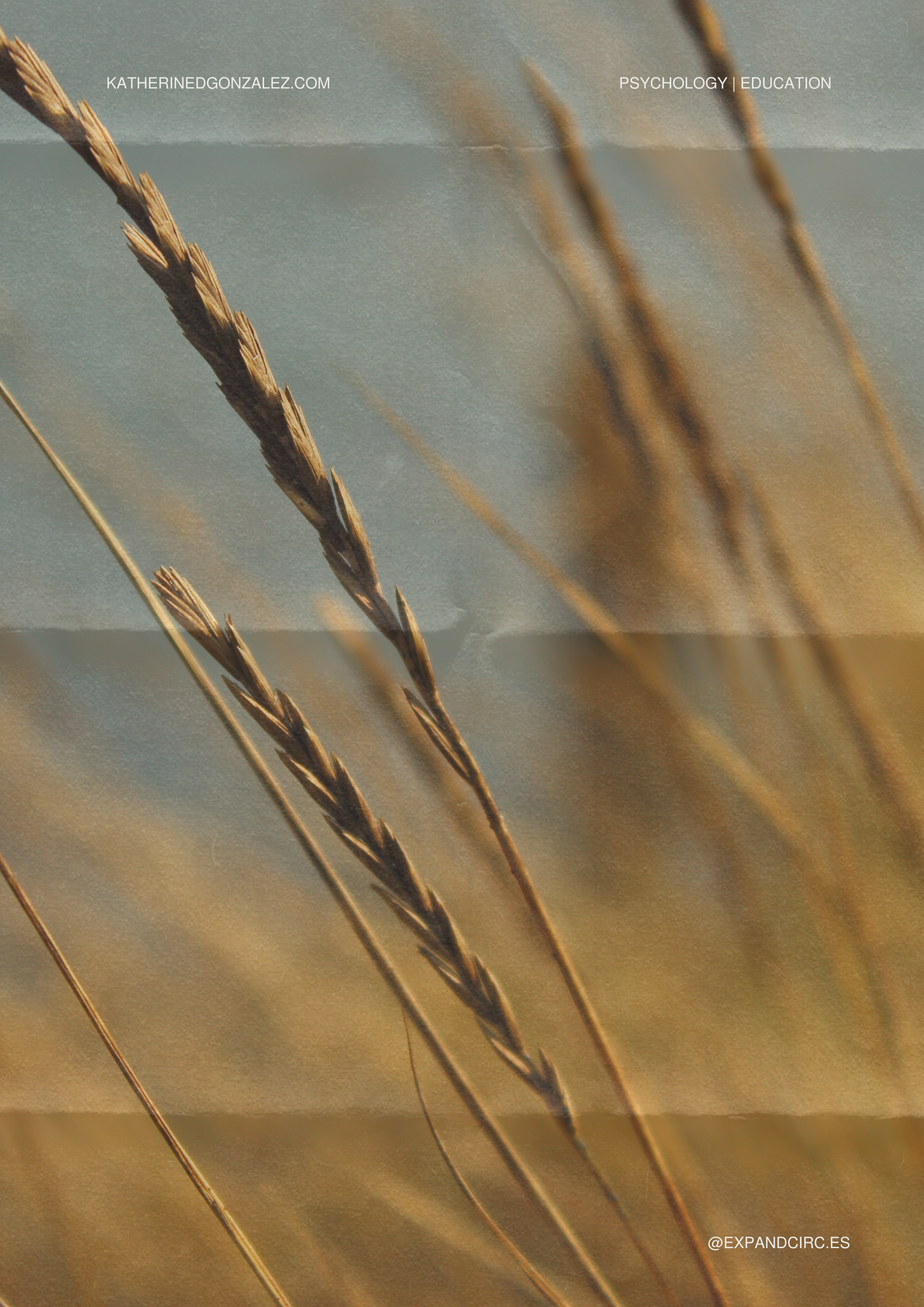 Nahaufnahme von Weizenähren im Sonnenlicht.