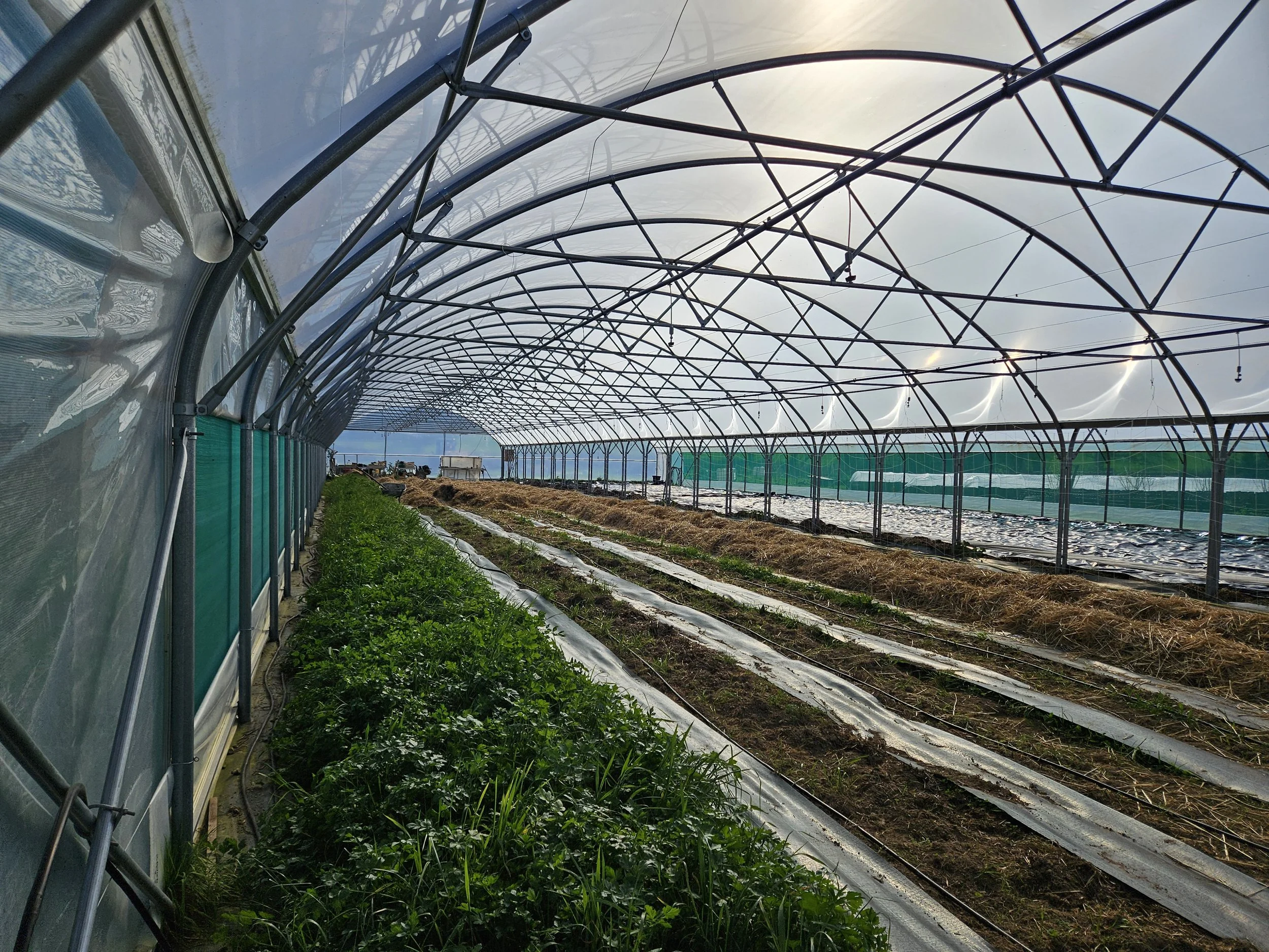 La ferme sauvage, fournisseur de légumes pour NOMA, Repas post partum rennes et périphérie