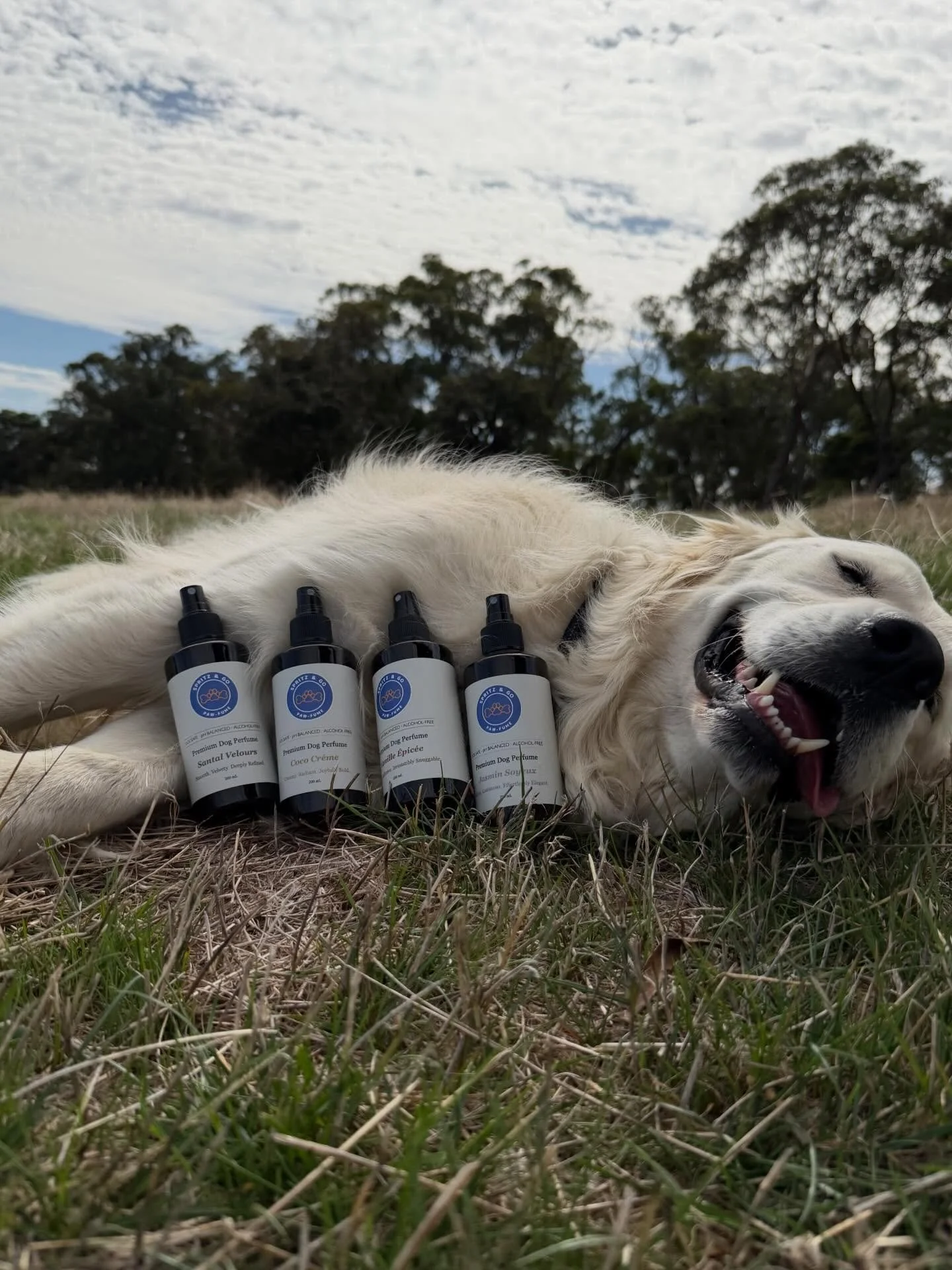 Our doggie perfume range is live now to shop🧡🐾4 beautiful scents you can choose from. Shop our range via the link in @spritzandgofordogs bio or www.spritzandgo.com.au 

For our Spritz PAWrents, check your emails for a discount code and for free shi