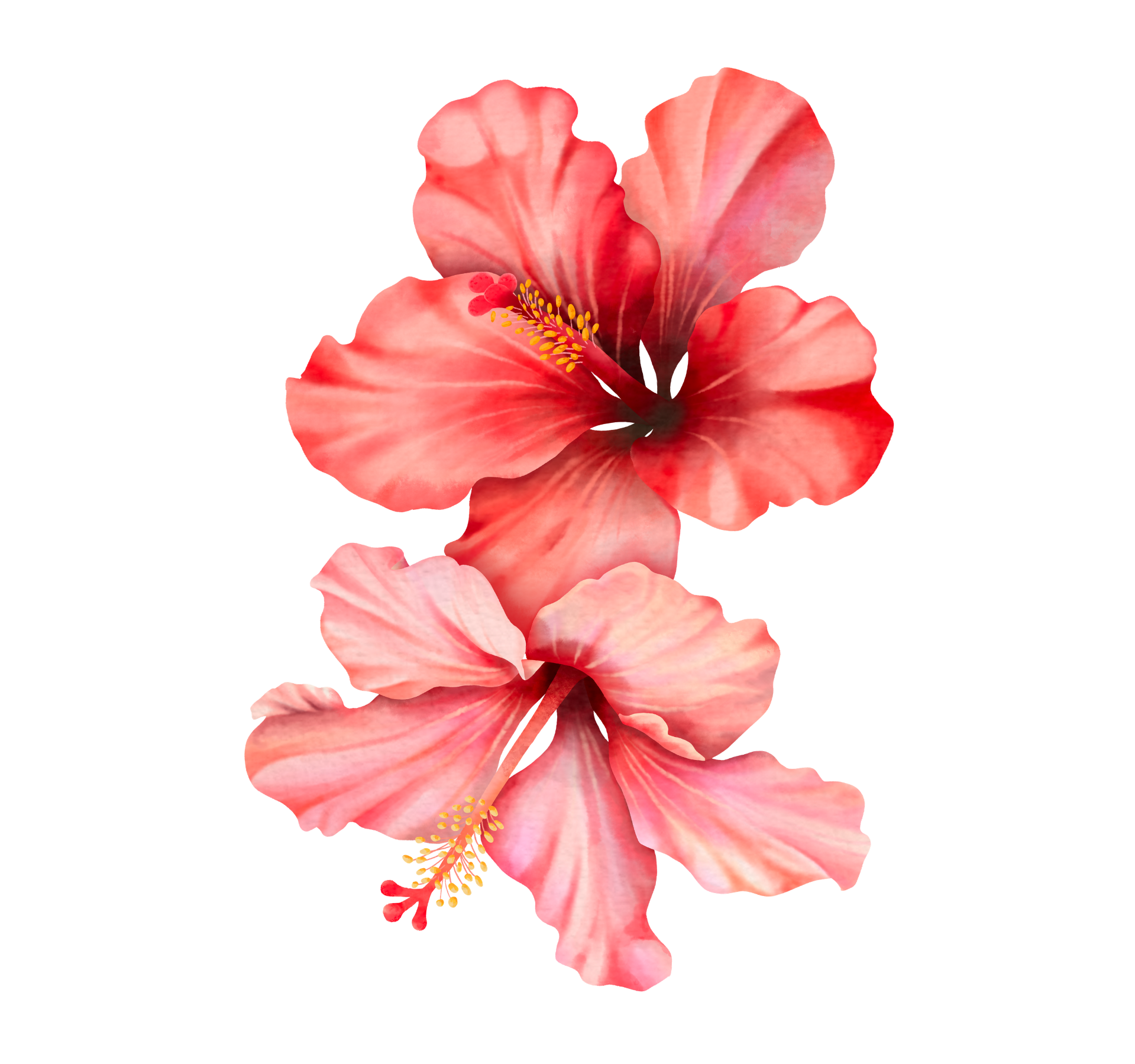 Close-up of a pink hibiscus flower with five petals and yellow stamen.