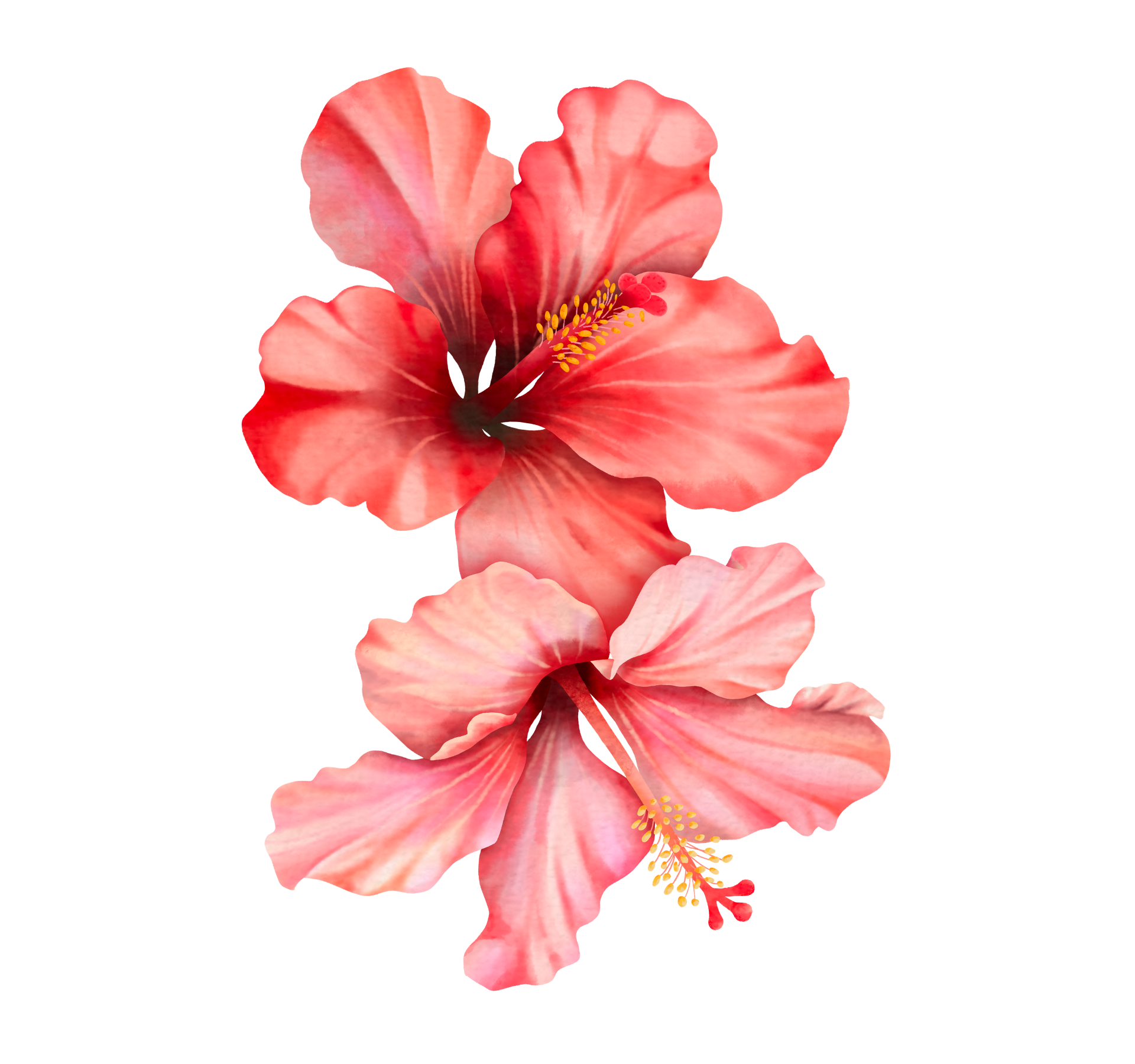 A vibrant pink hibiscus flower with large petals and a yellow stamen