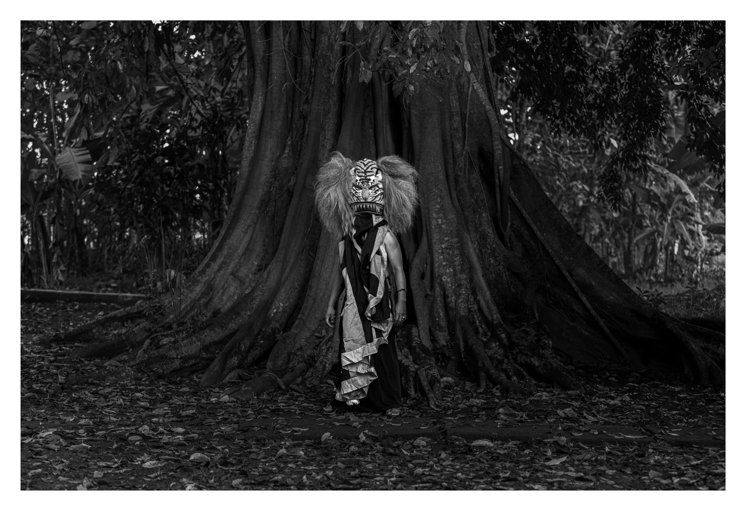 Ponorogo, Java Est, mai 2025 -
Danseur de Reog portant le masque "Singo Barong" devant un figuier Banian, arbre sacré à Java. Le rituel Reog Ponorogo associe danse, transe, endurance physique et transmission
intergénérationnelle.