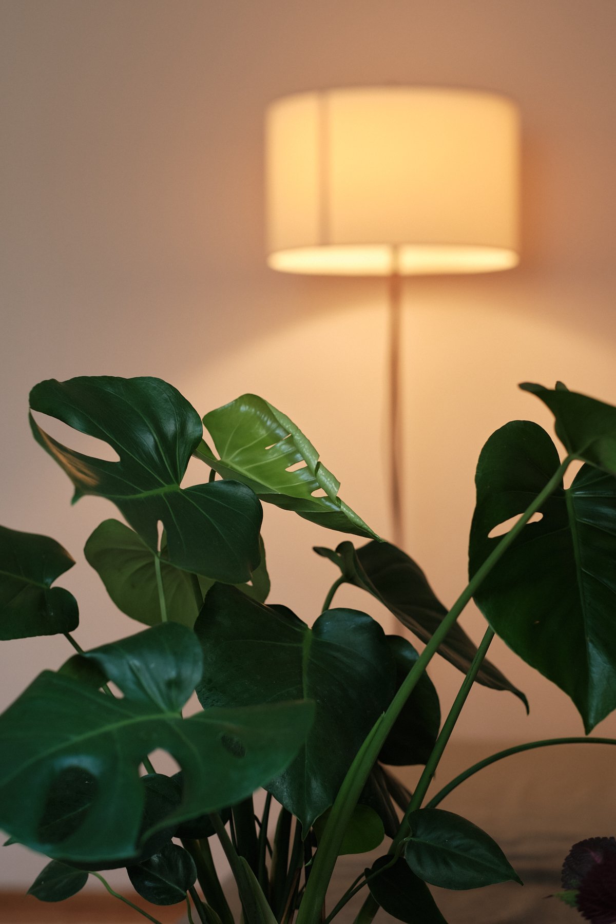 Details aus dem Praxisraum: Sessel, Pflanzen und warme Lichtstimmung für ein vertrauensvolles Gespräch.