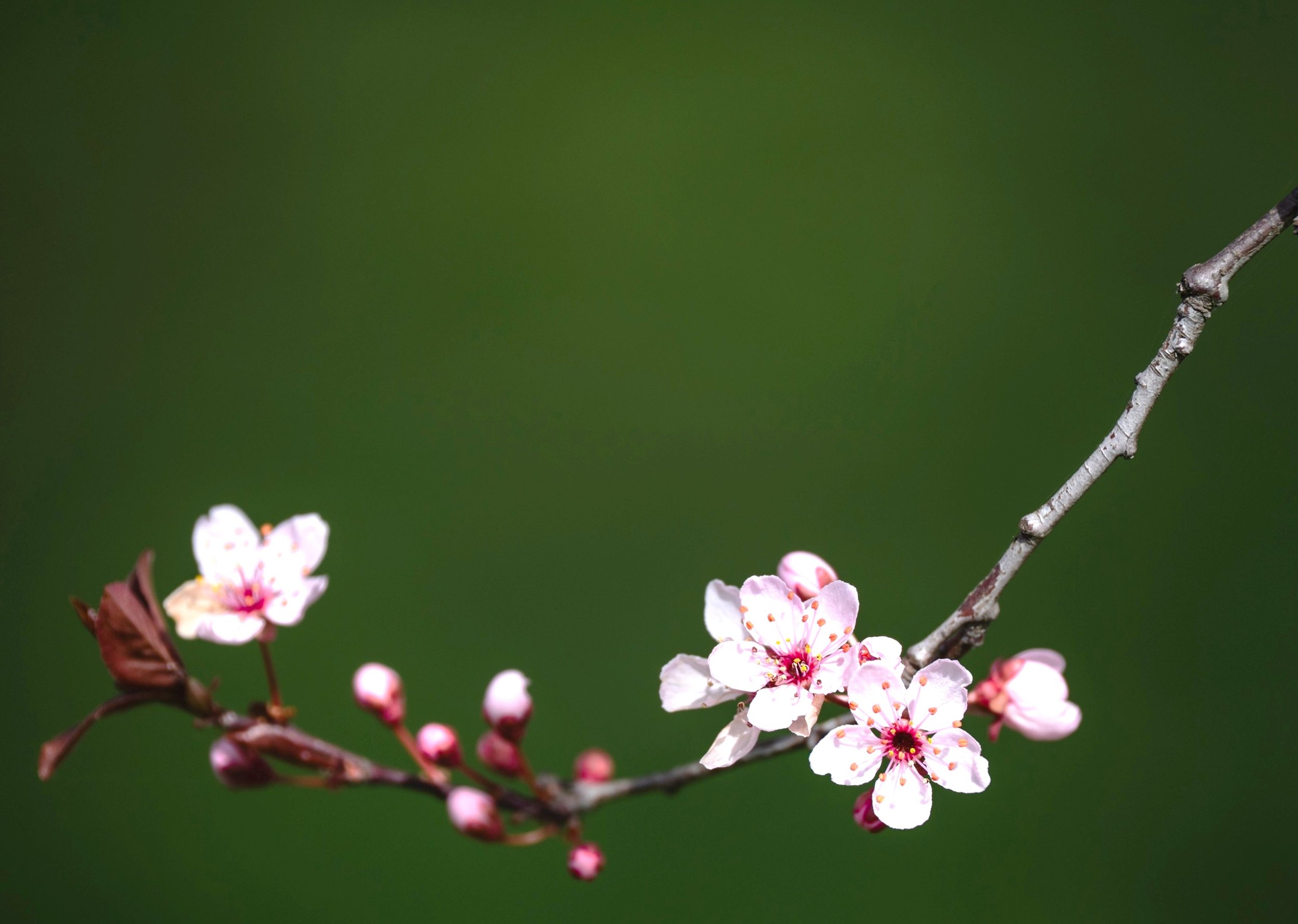 Branche de cerisier en fleurs avec un fond vert flou.