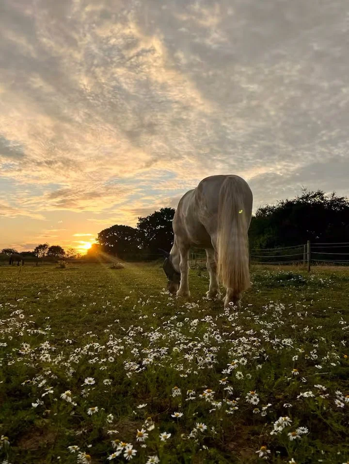 Acorn Hut Hideaway shepherd's hut retreat beneath oak tree in Kent