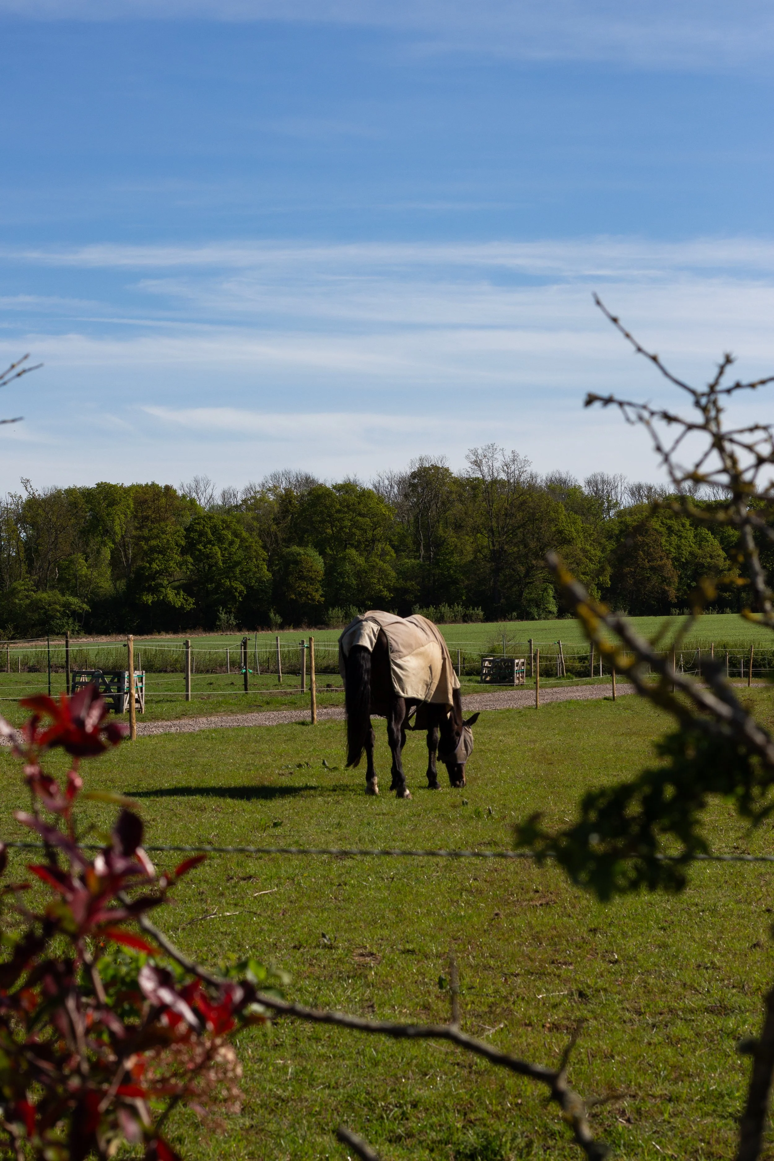 A black horse grazing on a green field with a tan blanket, enclosed by a wooden fence, under a partly cloudy blue sky, with trees in the background and some red and green foliage in the foreground.