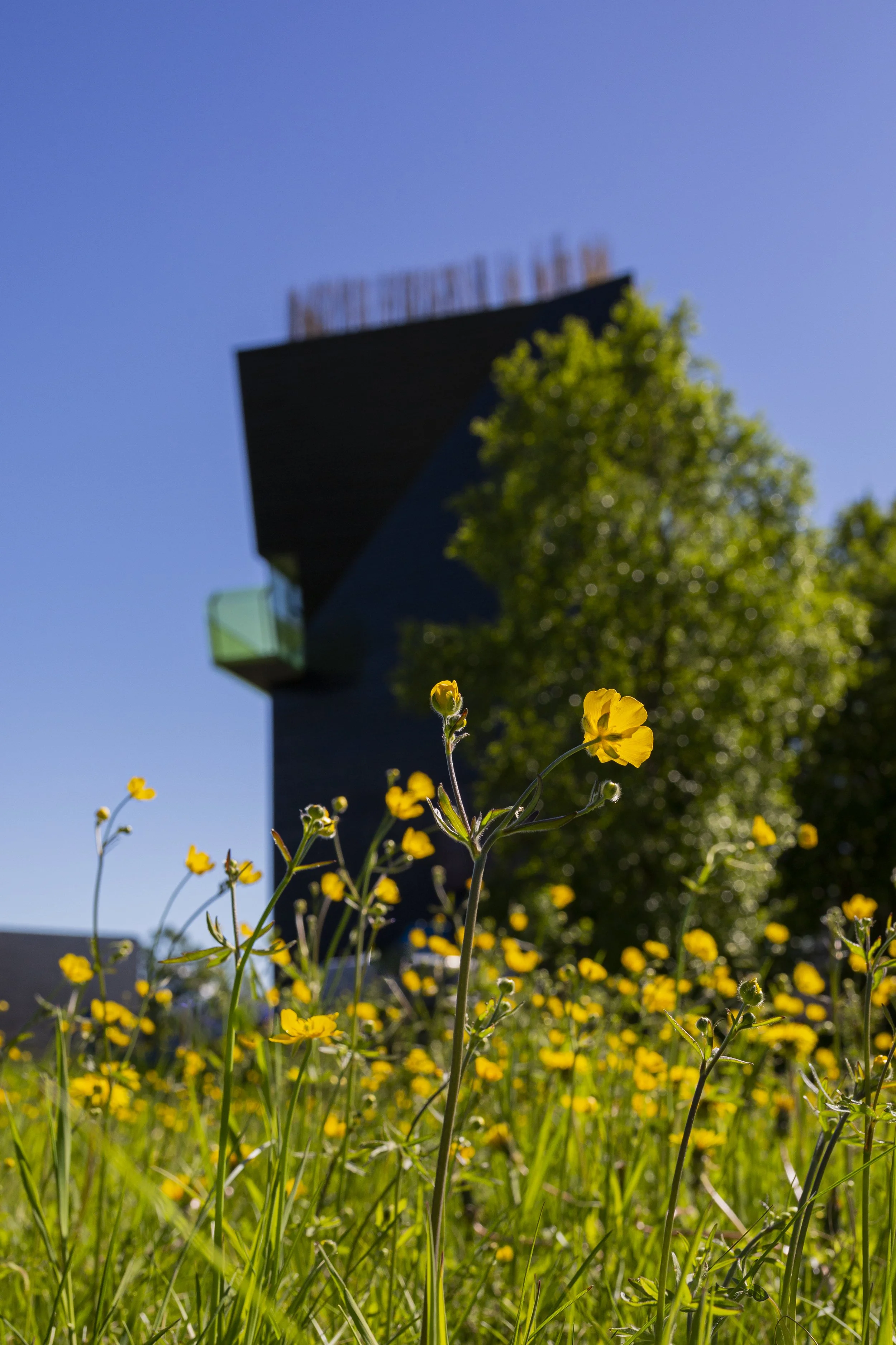Gule ville blomster foran en mørk bygning med utydelig skilt mot en blå himmel og grønne trær.