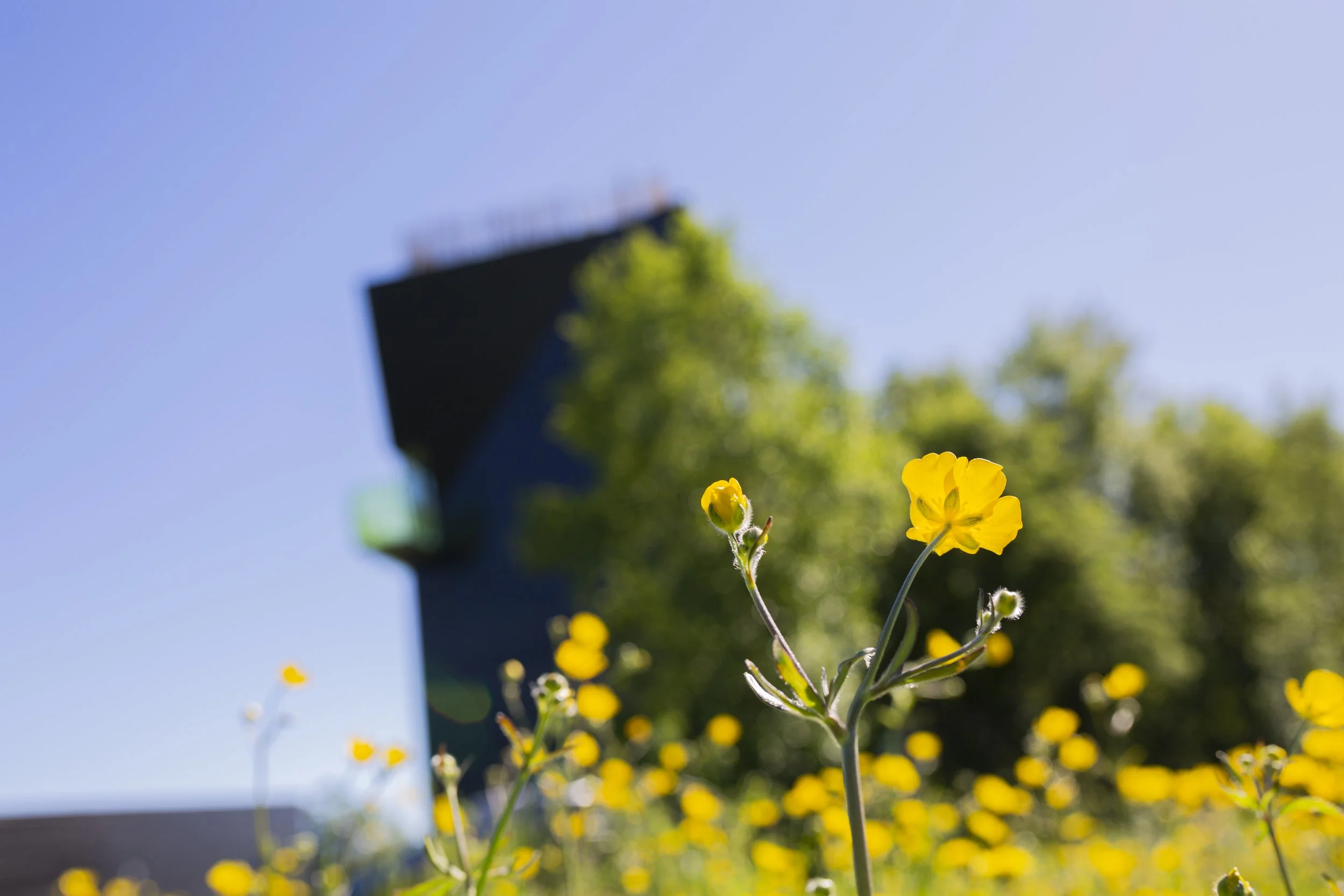 Følsom nærbilde av gule blomster foran en tydelig, men uklar bygningsstruktur og grønne trær mot en klar blå himmel.