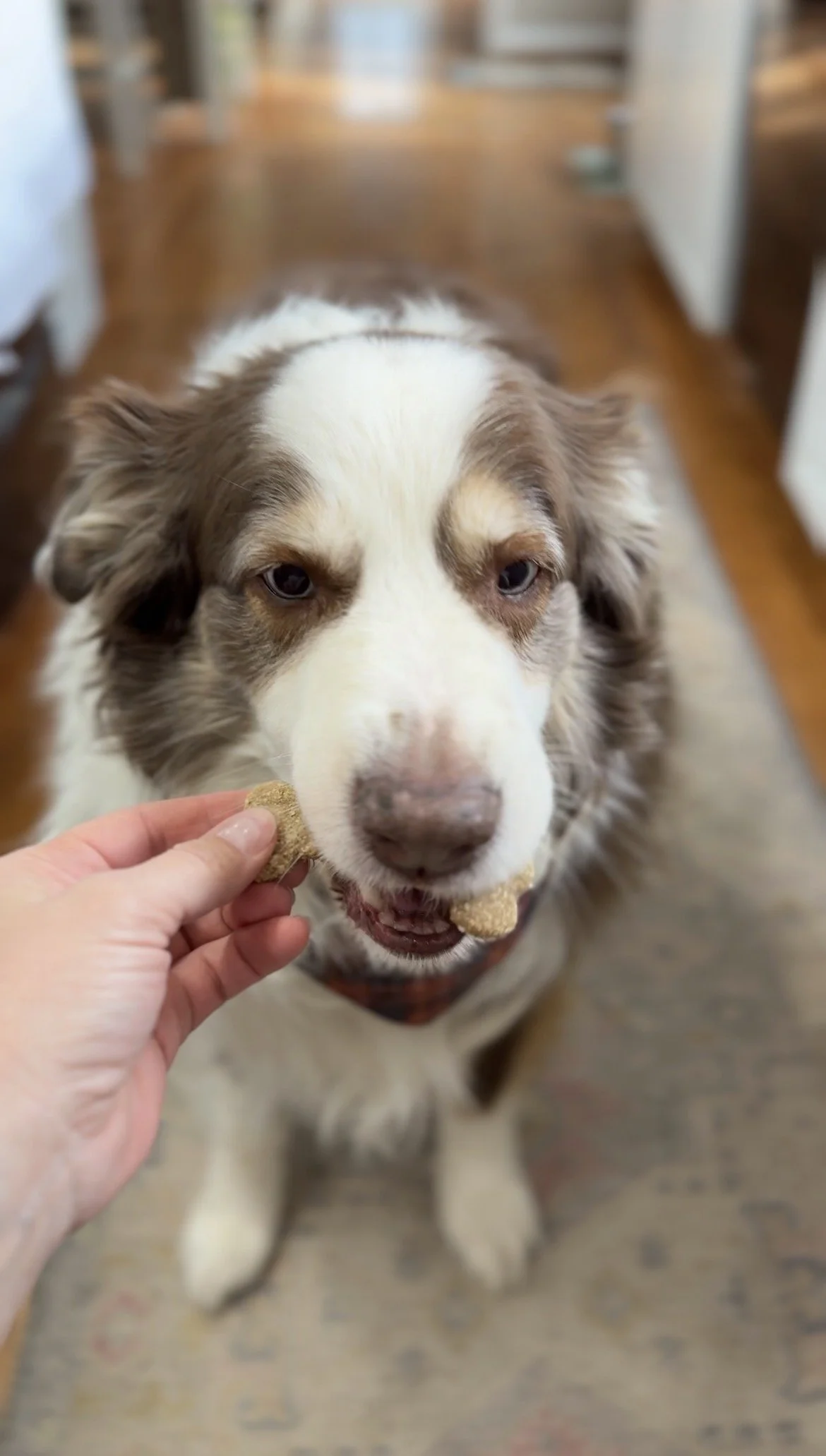 Pet health recipe series