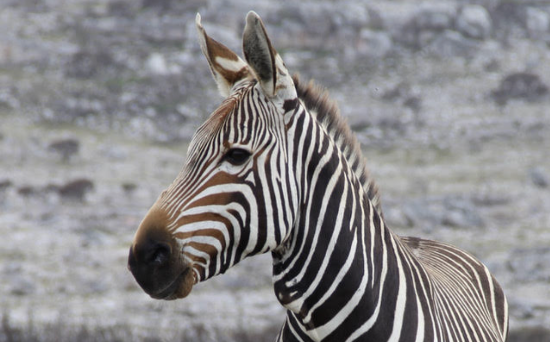 Rights of nature and future generations!