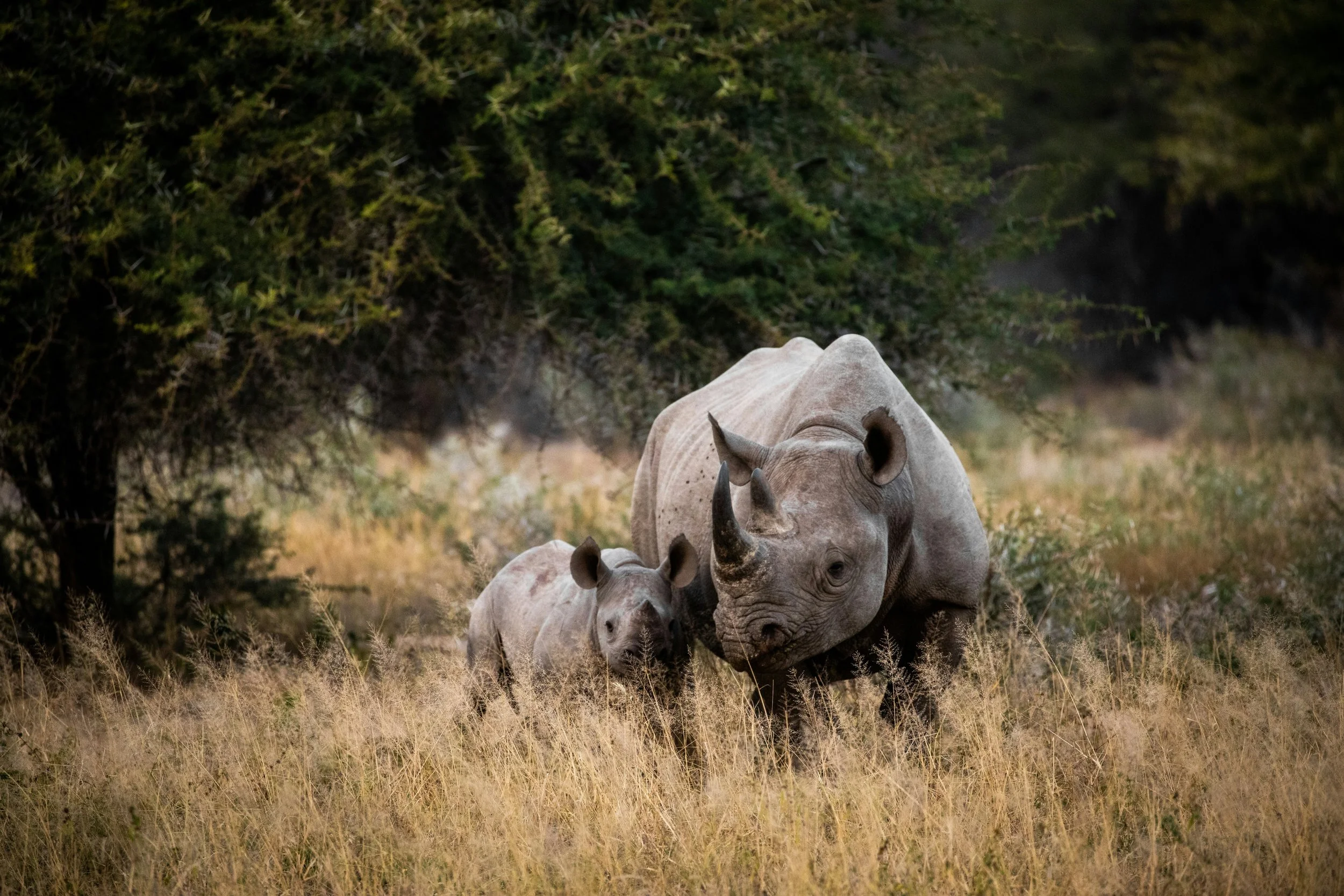 Harmonious Coexistence - A new vision for conservation in South Africa