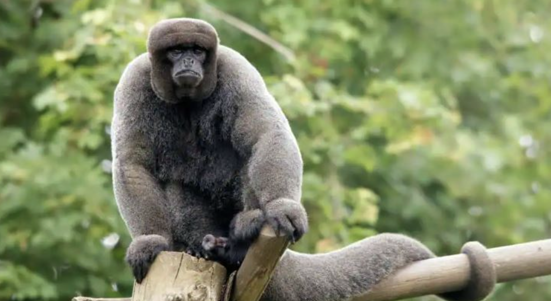 Ecuador becomes first country to give legal rights to animals