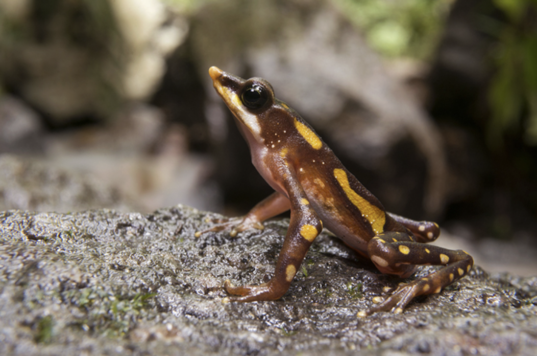 Ecuador frog faces threat of extinction from mining project