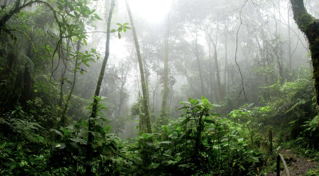 Ecuadorians vote to halt oil drilling in biodiverse Amazonian national park