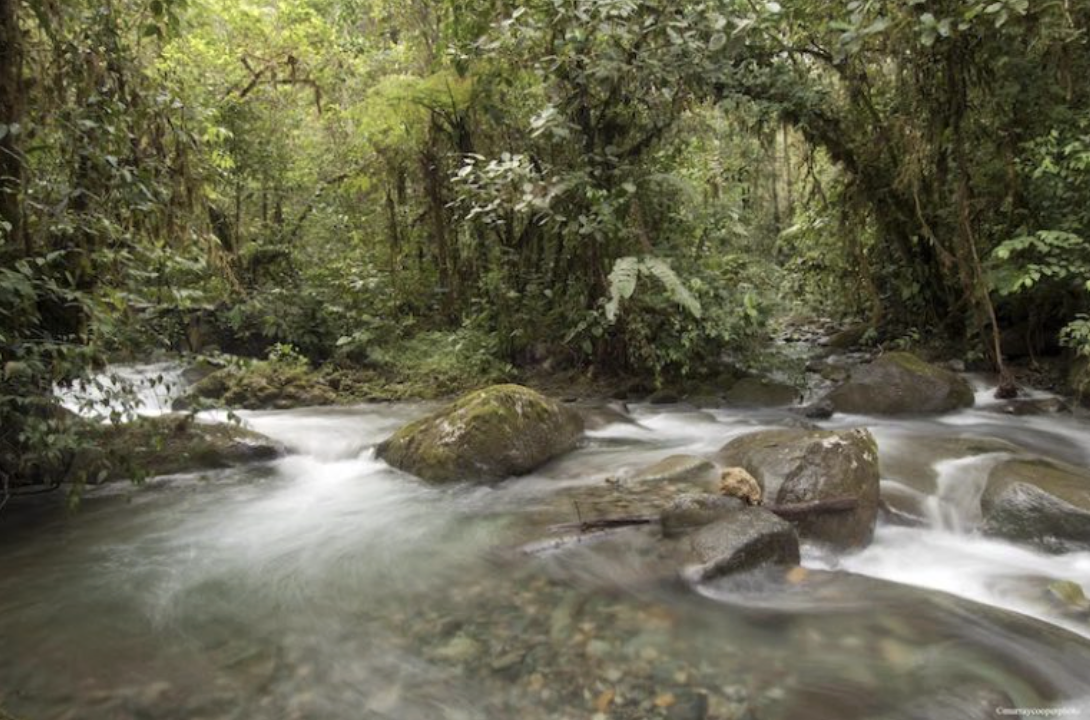 Ecuador's Highest Court Enforces Constitutional ‘Rights of Nature’ to Safeguard Los Cedros Protected