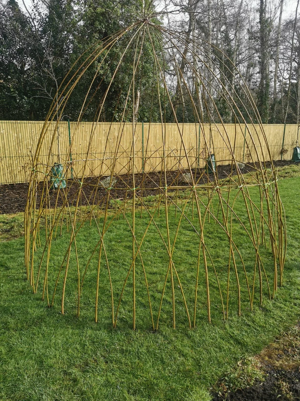 A garden structure made of thin, curved bamboo or wood sticks forming a large, open, dome-shaped frame in a backyard.
