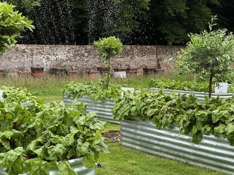 A small garden with leafy green plants in metal containers, a grassy area, and trees in the background.