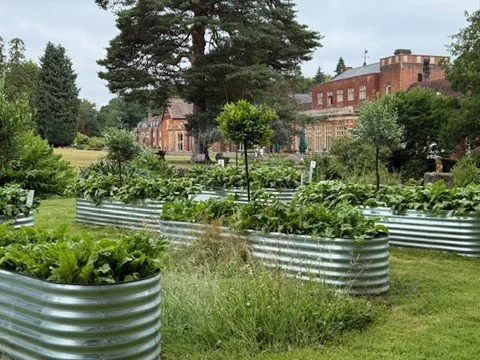 Raised garden beds made of corrugated metal containing various plants in a lush green outdoor setting with red brick buildings in the background.