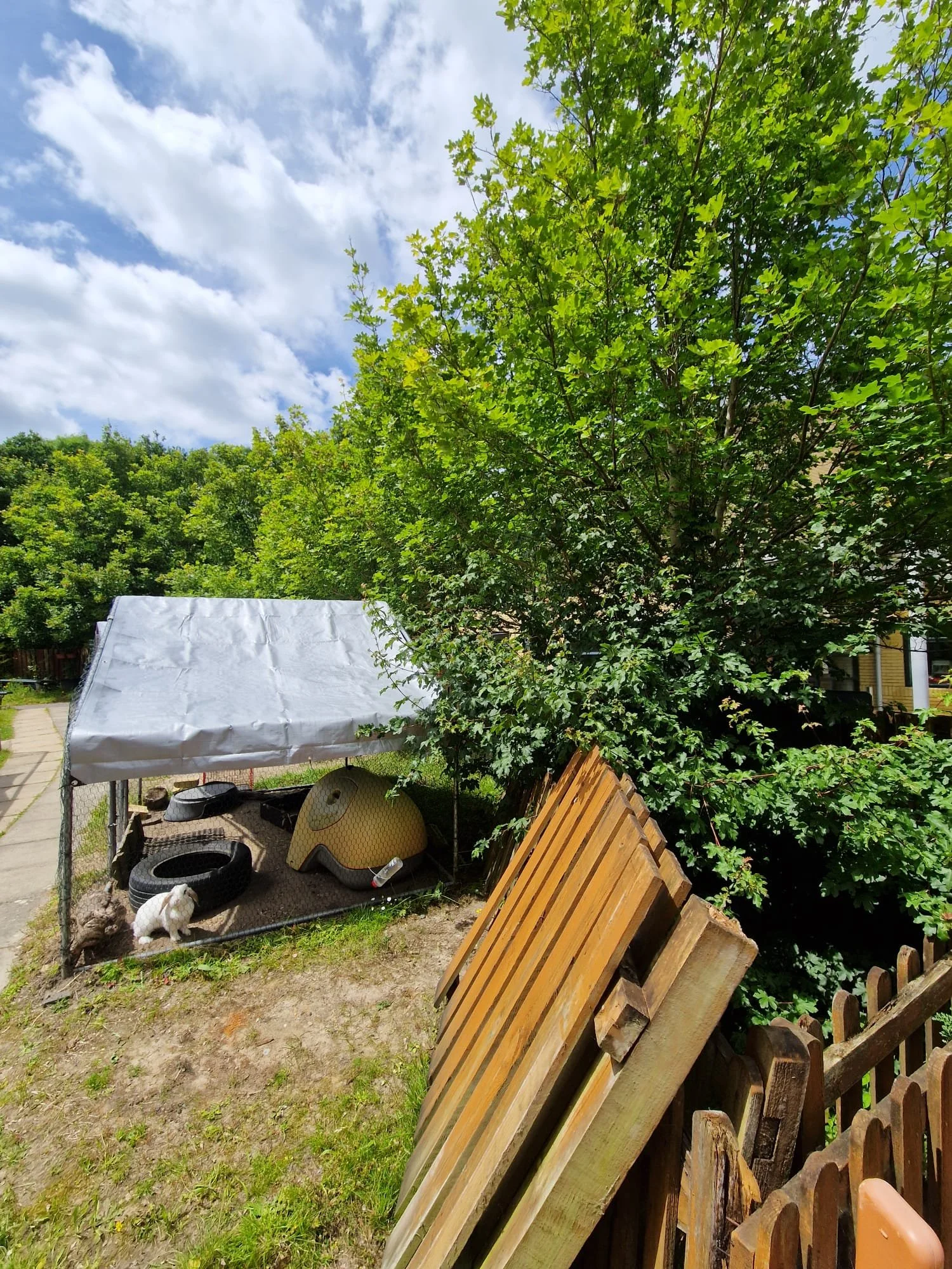 A backyard with a large leafy tree, a small animal enclosure with a white dog, a yellow animal house, and black tires. Wooden planks are leaning against a fence, under a partly cloudy sky.