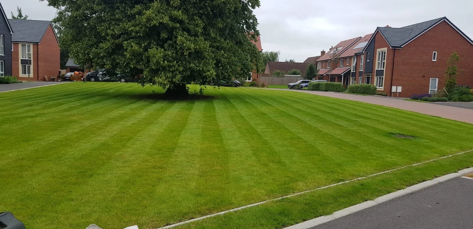 A well-maintained grassy lawn with a large tree in a residential neighborhood, surrounded by houses and parked cars.