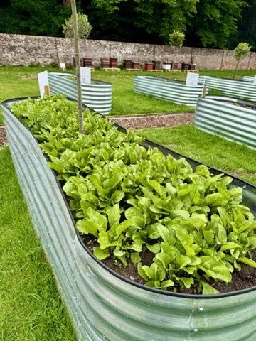 A raised garden bed made of corrugated metal containing lush green lettuce plants, situated on a grassy area with a stone wall and trees in the background.