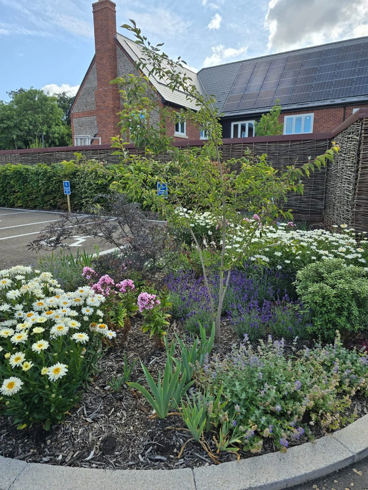 A small garden with various plants and flowers adjacent to a parking lot with accessible parking signs. In the background, a brick house with solar panels on the roof.