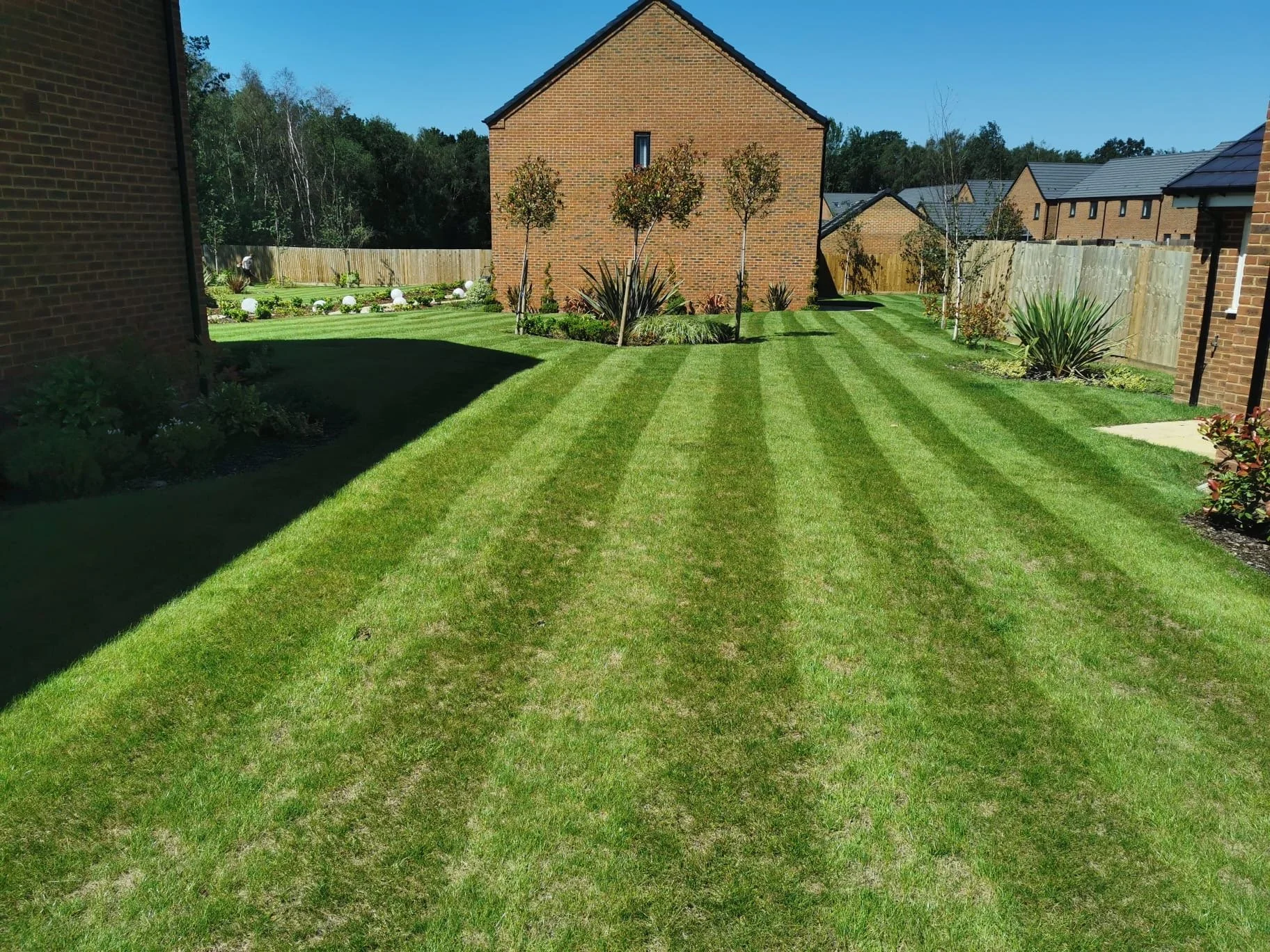 Well-maintained backyard with striped green lawn, small trees, shrubs, and wooden fences, with houses in the background under a clear blue sky.
