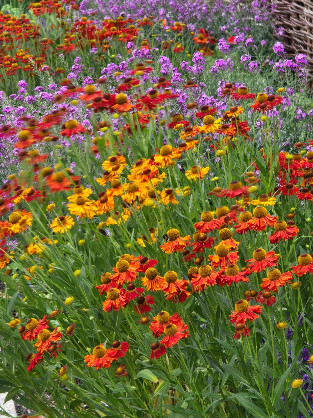 Colorful garden with red, orange, yellow, and purple flowers, and a wicker basket in the background.