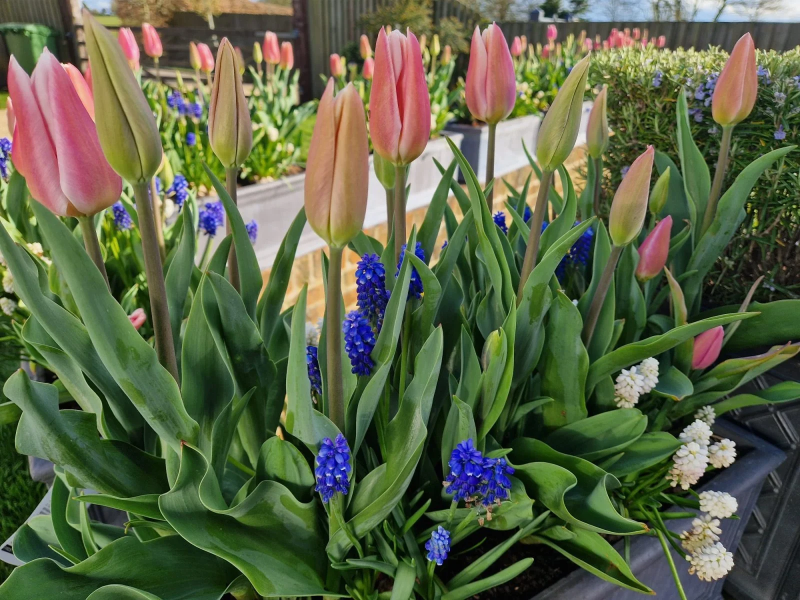 Pink tulips, blue grape hyacinths, and white flowering plants in a garden bed.