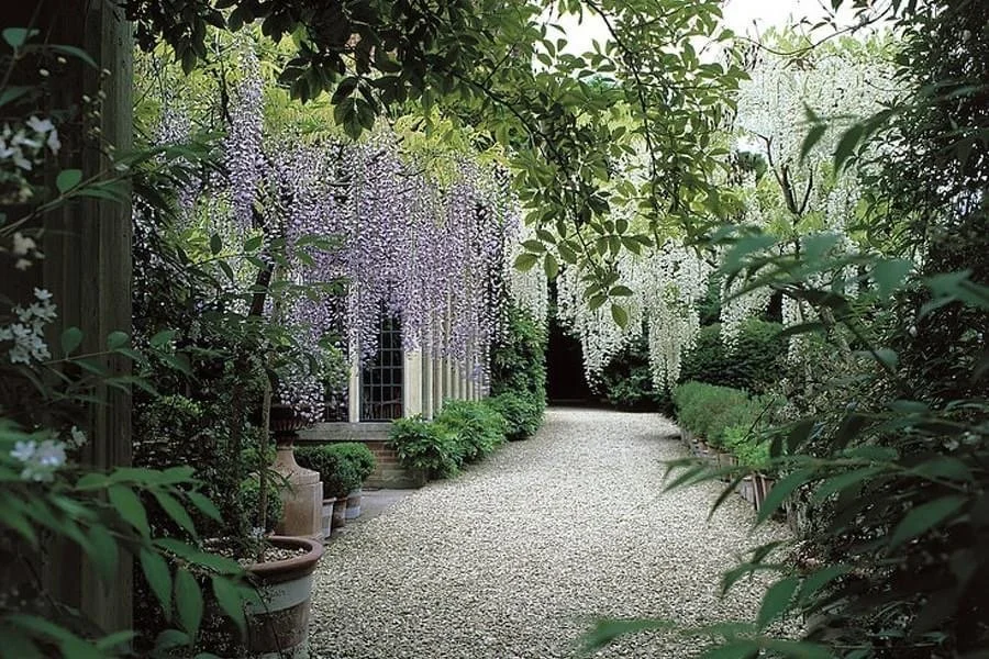 A garden pathway lined with lush green plants and hanging white and purple flowering plants, with a house and windows partially visible on the left side.