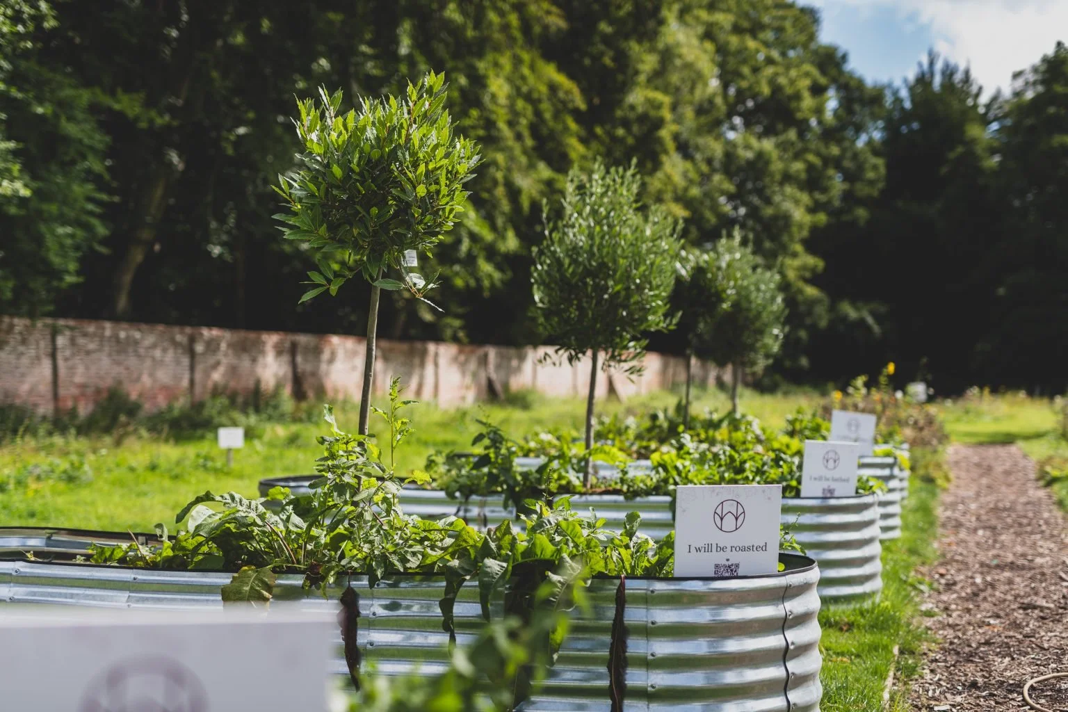 Small trees planted in metal containers with signs that read 'I will be roasted', located along a garden path with a brick wall and trees in the background on a sunny day.